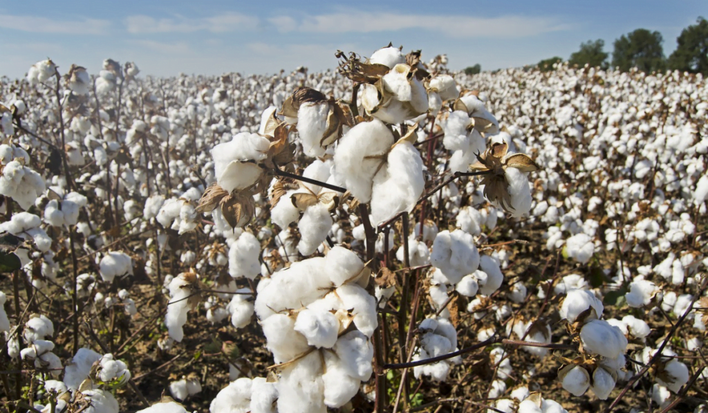 Image of cotton plant then later turned into cotton fabric.